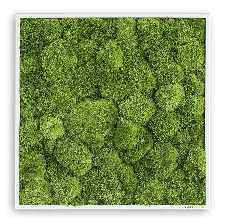 Mechový obraz z kopečkového mechu 35x35